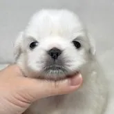 ペキニーズ