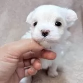 マルチーズ