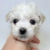 ビションフリーゼ