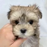 ミックス(マルチーズ×ヨークシャーテリア)【東京都・女の子・2025年9月15日・レッドアンドホワイト】の写真1「大きめな瞳の女の子✨」