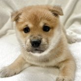 柴犬(標準サイズ)