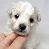 ビションフリーゼ