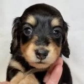 ミニチュアダックスフンド(ロング)【東京都・女の子・2025年10月13日・ブラックアンドタン】の写真1「兄妹の中で細身の美人さんです✨」