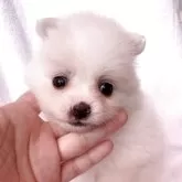 ポメラニアン