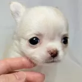 チワワ(ロング)