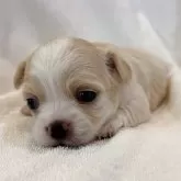 チワワ(ロング)