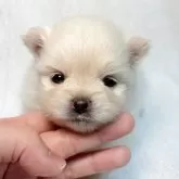 ポメラニアン
