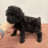 タイニープードル【東京都・男の子・2025年1月11日・ブラック】の写真1