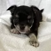 チワワ(ロング)