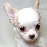 チワワ(ロング)