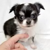 チワワ(ロング)