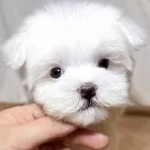 マルチーズ