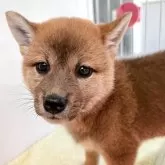 柴犬(標準サイズ)