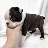 ボストンテリア