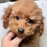 トイプードル(トイ)