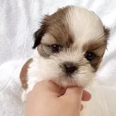 シーズー