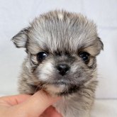 ペキチワ(チワワ×ペキニーズ)