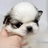 ペキチワ(チワワ×ペキニーズ)【東京都・女の子・2025年9月29日・レッドアンドホワイト】の写真1「色味もお顔も可愛らしい女の子です✨」