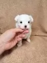 マルチーズ【東京都・男の子・2026年1月1日・ホワイト】の写真2