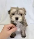 ミックス(マルチーズ×ヨークシャーテリア)【東京都・女の子・2025年9月15日・レッドアンドホワイト】の写真2