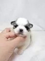 ペキチワ(チワワ×ペキニーズ)【東京都・女の子・2025年9月29日・レッドアンドホワイト】の写真12