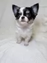 チワワ(ロング)【東京都・女の子・2025年9月8日・ブラックアンドホワイト】の写真3