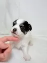 チワワ(ロング)【東京都・女の子・2025年11月12日・ホワイトアンドブラックタン】の写真4