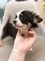 チワワ(ロング)【東京都・女の子・2025年4月28日・ブラックタンアンドホワイト】の写真2