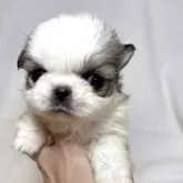 ペキチワ(チワワ×ペキニーズ)【東京都・女の子・2025年9月29日・レッドアンドホワイト】の写真2