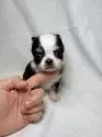 チワワ(ロング)【東京都・男の子・2025年9月28日・ブラックアンドホワイト】の写真7