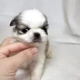ペキチワ(チワワ×ペキニーズ)【東京都・女の子・2025年9月29日・レッドアンドホワイト】の写真4