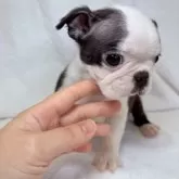 ボストンテリア【東京都・男の子・2025年9月1日・ボストンカラー】の写真9