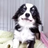 チワワ(ロング)【東京都・女の子・2025年4月28日・ブラックタンアンドホワイト】の写真7