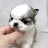 ペキチワ(チワワ×ペキニーズ)【東京都・女の子・2025年9月29日・レッドアンドホワイト】の写真5