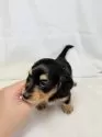 ミニチュアダックスフンド(ロング)【東京都・女の子・2025年10月13日・ブラックアンドタン】の写真9