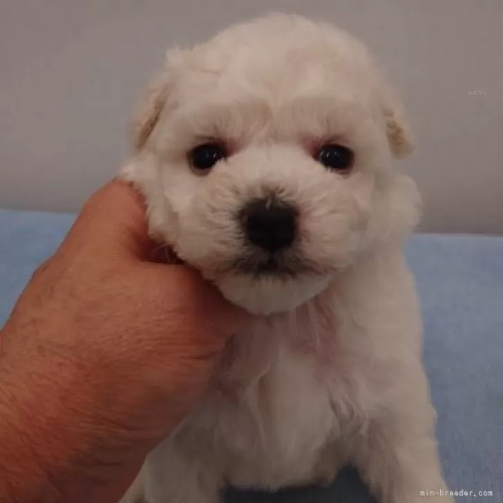 ID:2312-02446の子犬