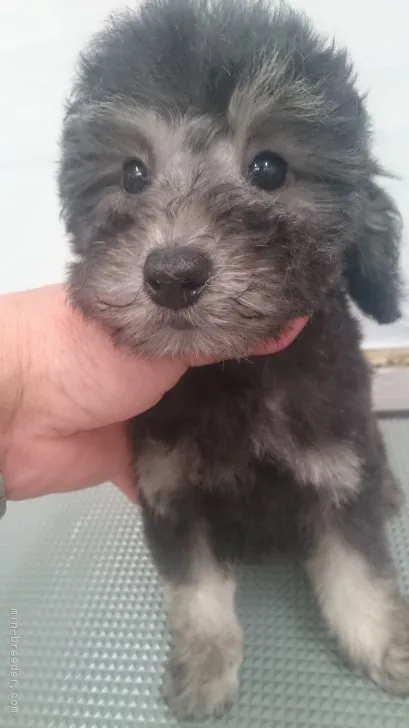 ID：1810-00238の子犬