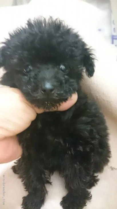 ID:1804-00992の子犬