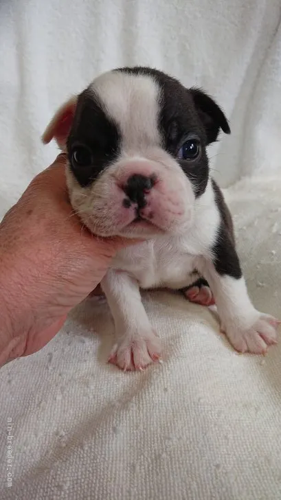 ID：2205-01834の子犬