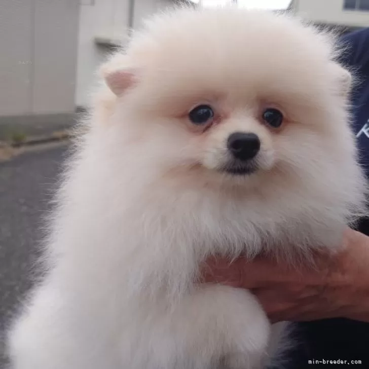 ID：2408-00289の子犬