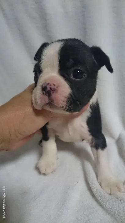 ぽんぽこぽん 様のお迎えした子犬