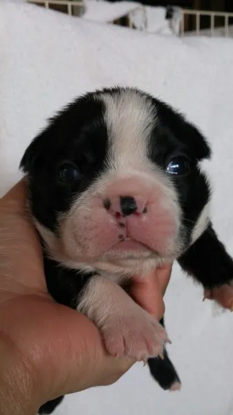 ID：1403-00887の子犬