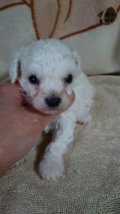 ぱぱひろ 様のお迎えした子犬