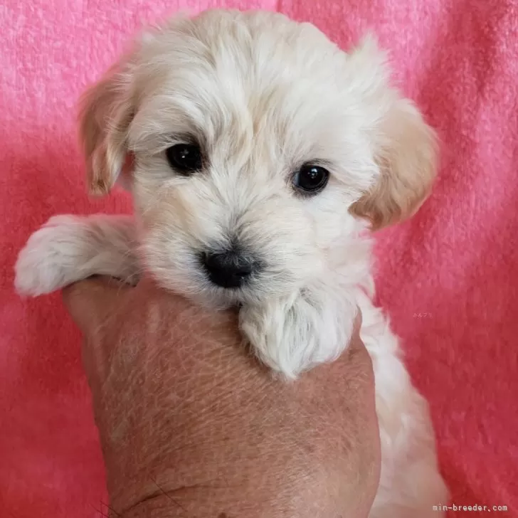 ID:2312-05893の子犬