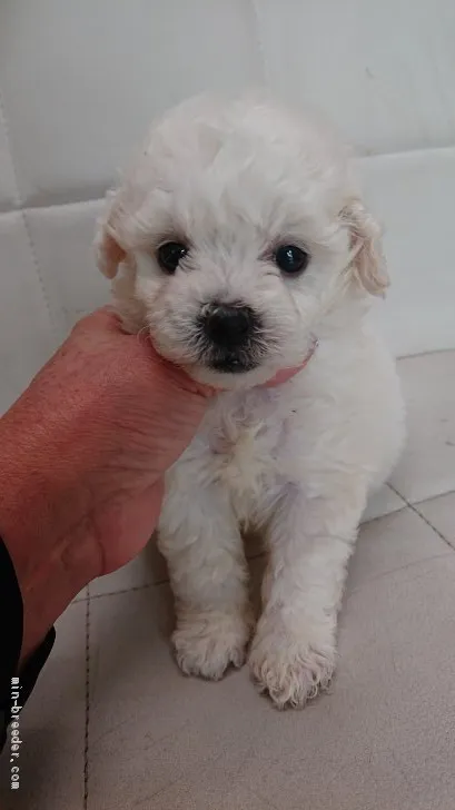 ID:2004-02426の子犬