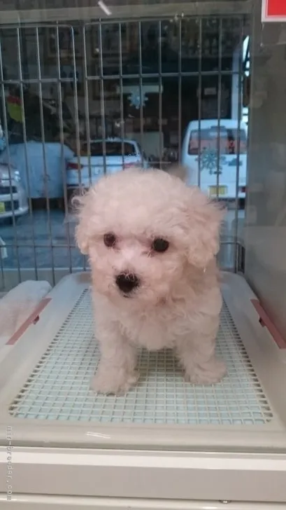 ID：1809-02316の子犬