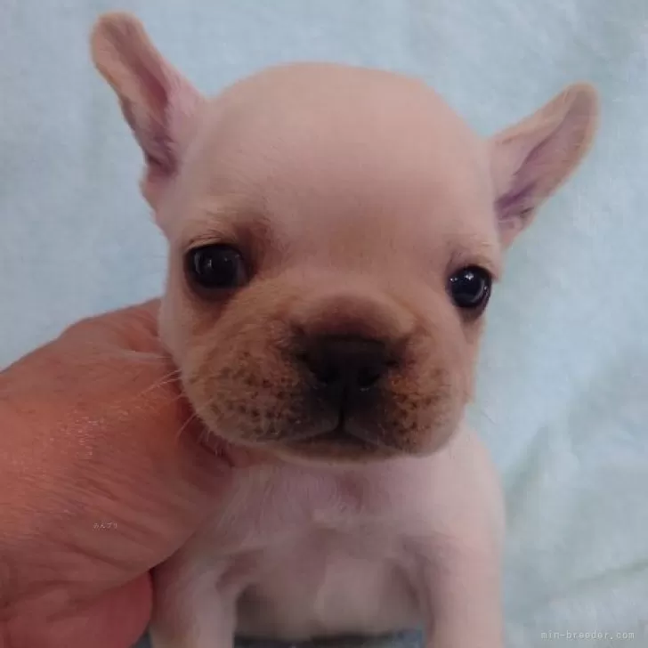 ID:2409-02480の子犬