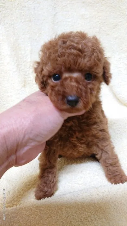 ID：1912-01238の子犬