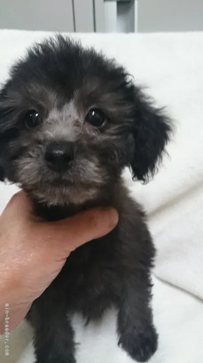 ID：1809-00447の子犬