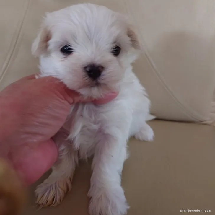 ID:2303-02543の子犬